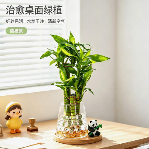 节节高富贵竹子水培绿植物办公室内桌面盆栽懒人摆件好养创意礼物