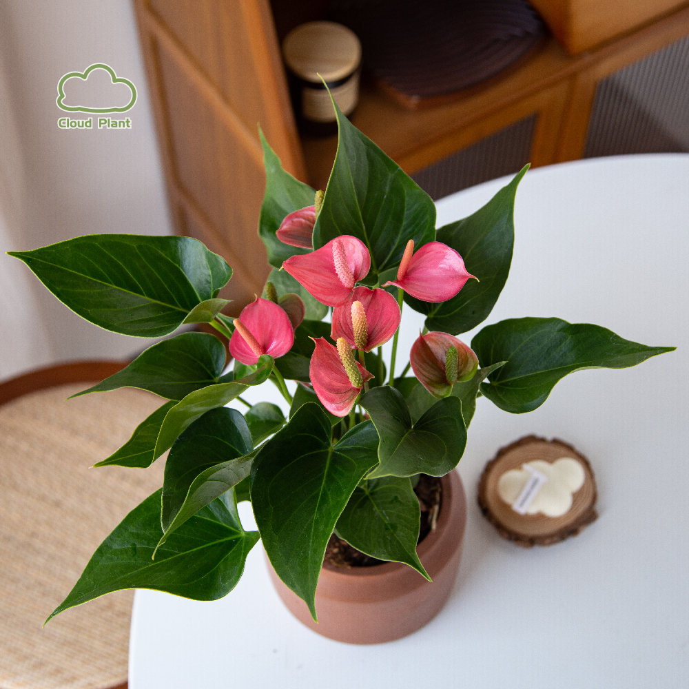 粉掌花盆栽鲜花室内植物带花大盆桌面绿植北欧风花卉客厅开业送礼