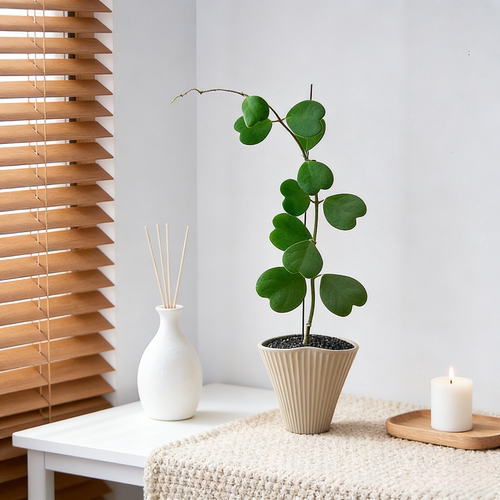 心叶球兰盆栽好养活多肉植物室内办公室桌面懒人绿植爬藤垂吊花卉