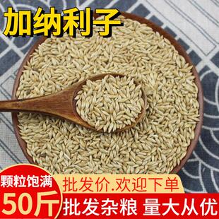 加纳利子50斤新鹦鹉鸟食油尖粟白尖金丝雀仔草庐籽鸟食特惠
