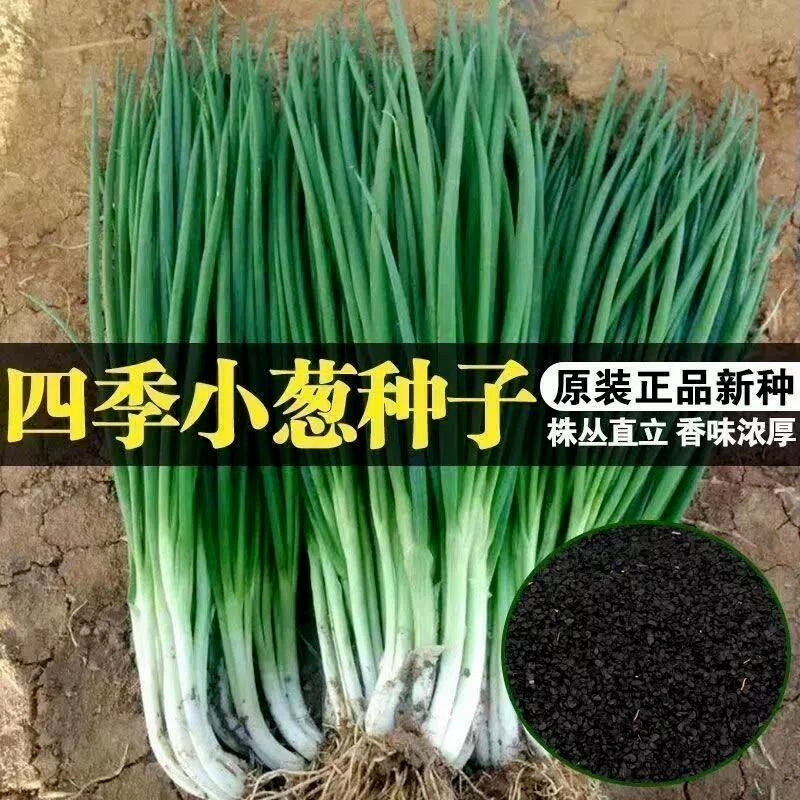 四季小香葱籽小香葱种子阳台室内盆栽葱种子家庭菜种耐寒蔬菜种子,鲜花速递/花卉仿真/绿植园艺,家庭园艺种子,淘宝优惠券,粉丝福利购,淘宝优惠卷
