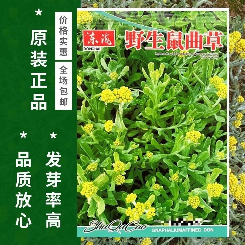 鼠曲草种子新采鼠曲草种子清明果家庭园艺种子