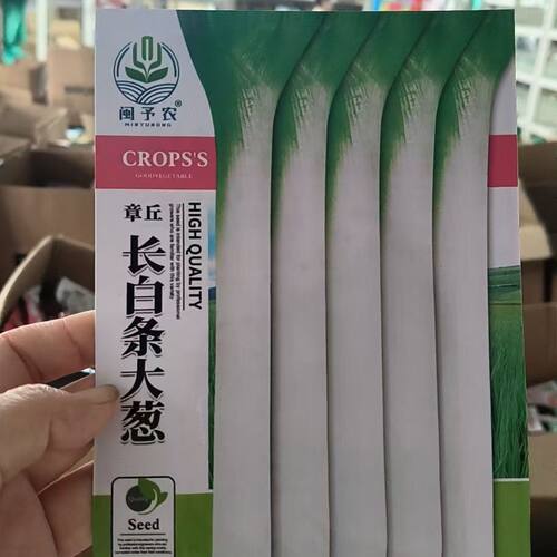 正宗章丘大葱种子山东特产原厂正品葱白长阳台盆载春秋播当年新籽