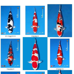 口血统锦鲤活体观赏鱼冷水鱼山东渔场直销