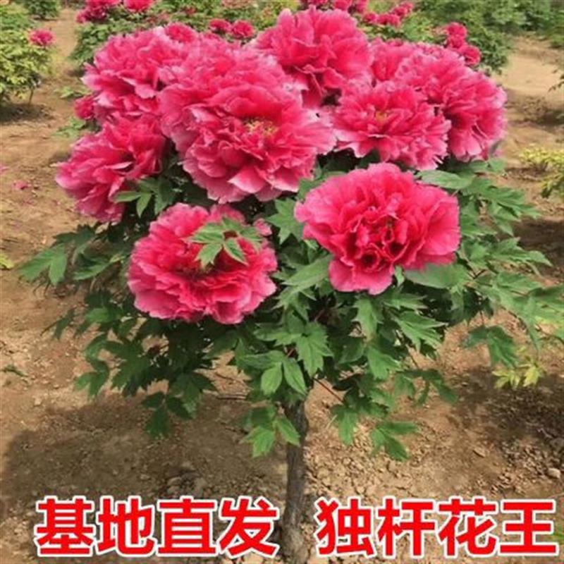 带盆载好独杆牡丹花树苗菏泽正宗大花重瓣牡丹树直杆花王洛阳红