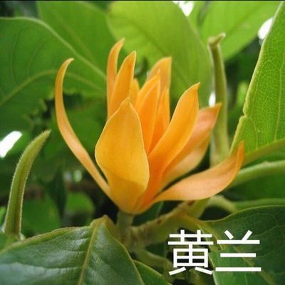 白兰花白玉兰树苗嫁接老庄常绿黄角兰黄桷兰黄玉兰花苗树苗庭院苗