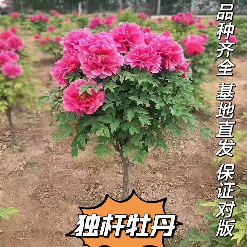 菏泽正宗牡丹树苗独杆观赏重瓣型花王庭院种植北方耐寒百年牡丹花图片