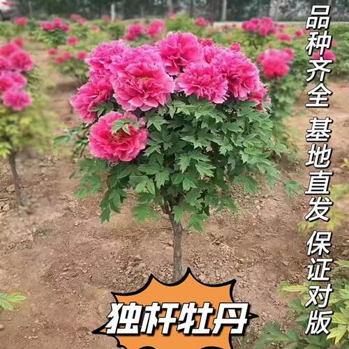 菏泽正宗牡丹树苗独杆观赏重瓣型花王庭院种植北方耐寒百年牡丹花