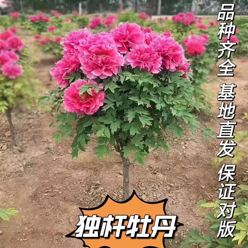 花王红色观赏牡丹花菏泽正宗盆栽千层重瓣大花牡丹精品独杆牡丹树