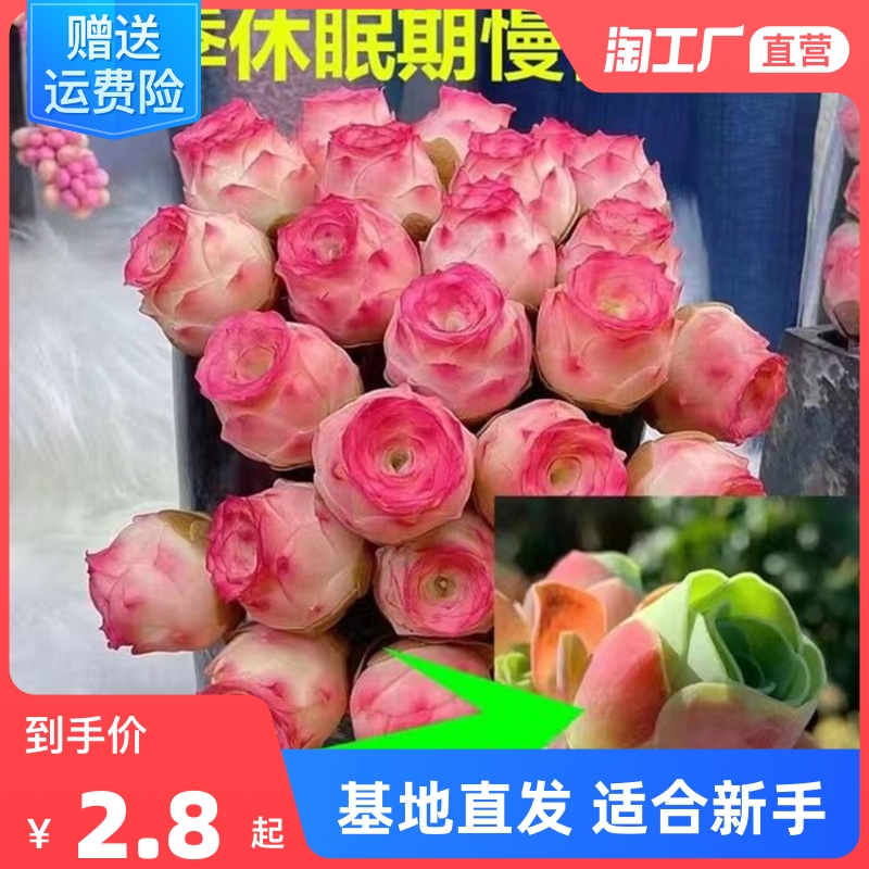 鸡蛋山地玫瑰多肉植物水蜜桃玫瑰耶罗粉山地翡翠球盆栽肉肉老桩