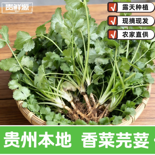 贵州新鲜香菜农家自种蔬菜现摘现发香菜叶菜当季时令火锅食材蔬菜