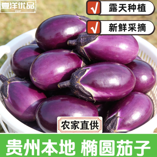 贵州农家紫茄子本地新鲜圆茄子软糯香自然成熟新鲜蔬菜露天种植