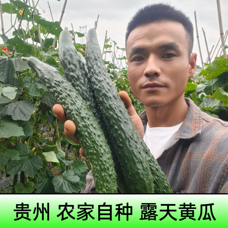 贵州新鲜黄瓜露天种植刺黄瓜新鲜蔬菜农家自种黄瓜当季时令黄瓜
