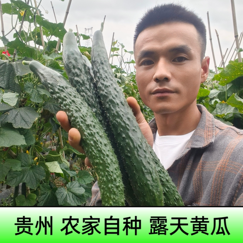 贵州新鲜黄瓜露天种植刺黄瓜新鲜蔬菜农家自种黄瓜当季时令黄瓜