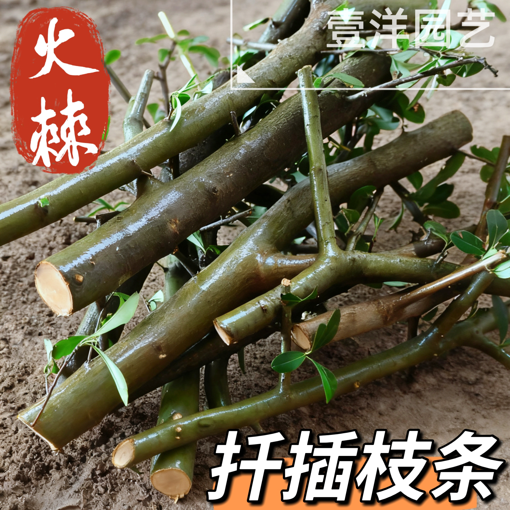 贵州火棘扦插枝条吉祥果盆景素材优质品种园艺花卉红果四季常青