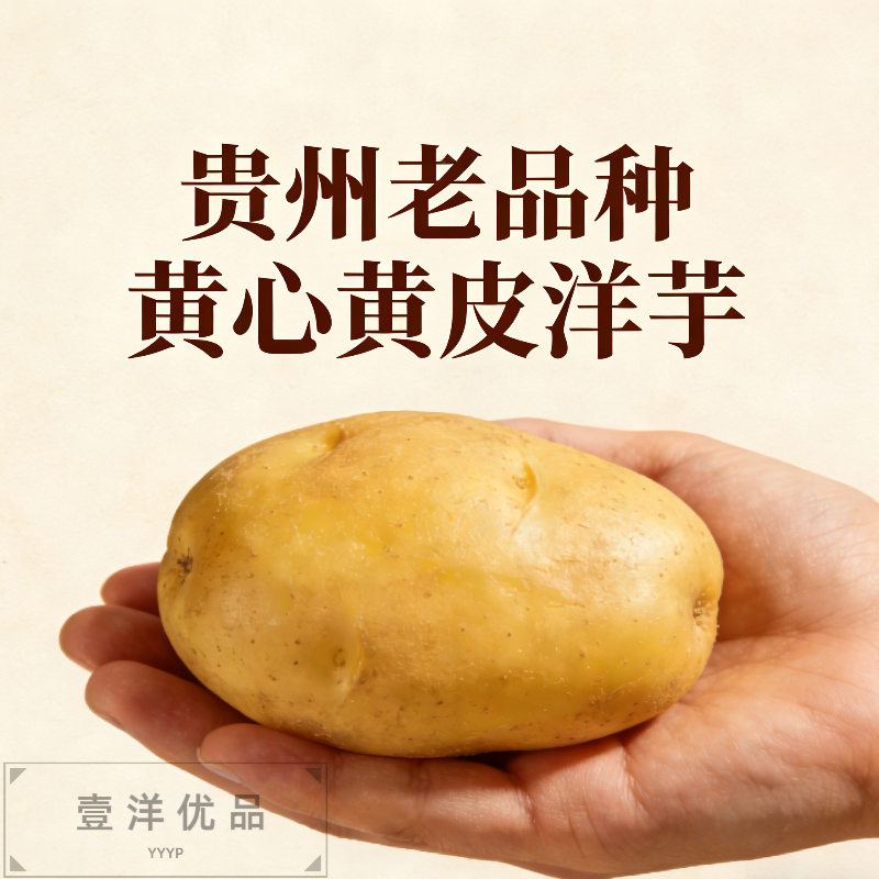 贵州老品种黄皮黄心洋芋农家自种土豆新鲜沙面洋芋当季现挖马铃薯