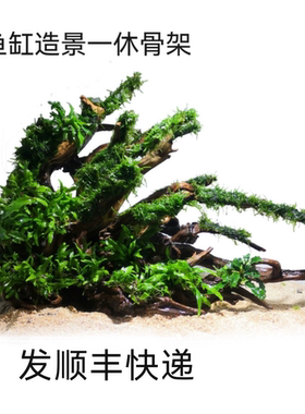 南美造景原生态风格懒一物成景新手入门易养水草成品沉木鱼缸摆件