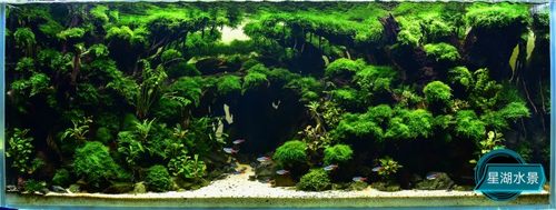 鱼缸造景一体拼接骨架森林造景30方缸造景35方缸造景60缸以下定制