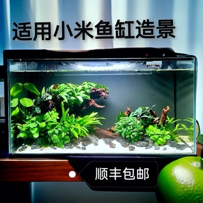 适配于小米鱼缸造景和当贝鱼缸造景入门级阴性水草专业设计懒人景