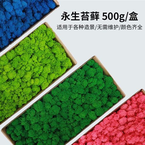 永生苔藓植物白发藓青苔绿植