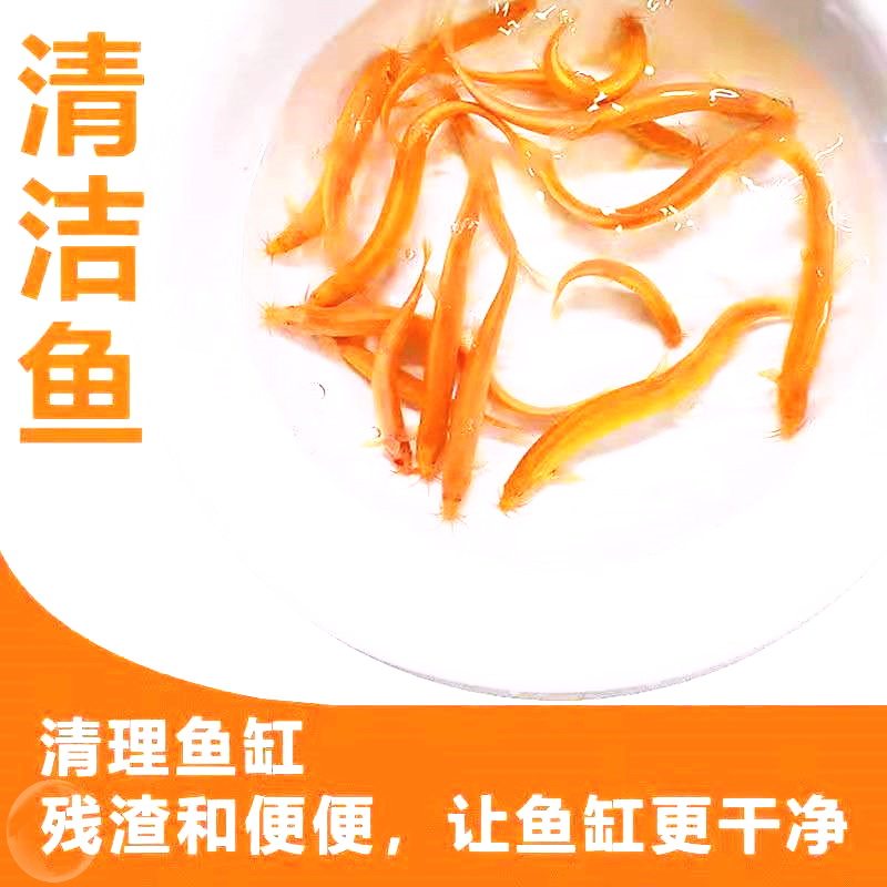 黄金泥鳅冷水观赏招财活体冷水鱼生态泥鳅清道夫鱼土豪金色泥鳅苗
