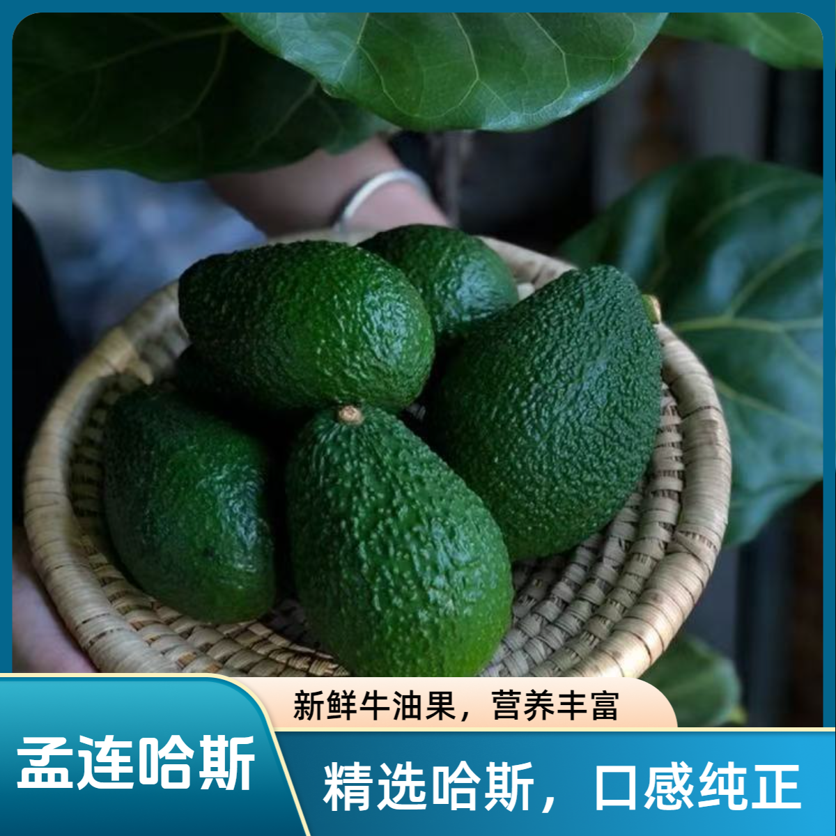 【精美6颗】云南牛油果新鲜水果当季水果整箱包邮哈斯辅食代餐,水产肉类/新鲜蔬果/熟食,牛油果,淘宝优惠券,粉丝福利购,淘宝优惠卷