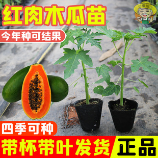 种植水果木瓜苗冰糖木瓜苗红心木瓜树苗 大青红肉木瓜苗南方四季