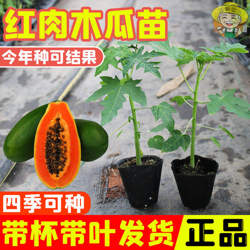 大青红肉木瓜苗南方四季种植水果木瓜苗冰糖木瓜苗红心木瓜树苗