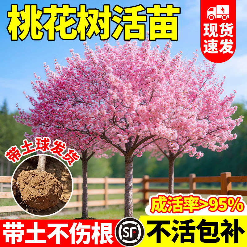 桃花树活苗四季种植耐寒耐旱易成活阳台盆栽庭院地栽别墅风景树