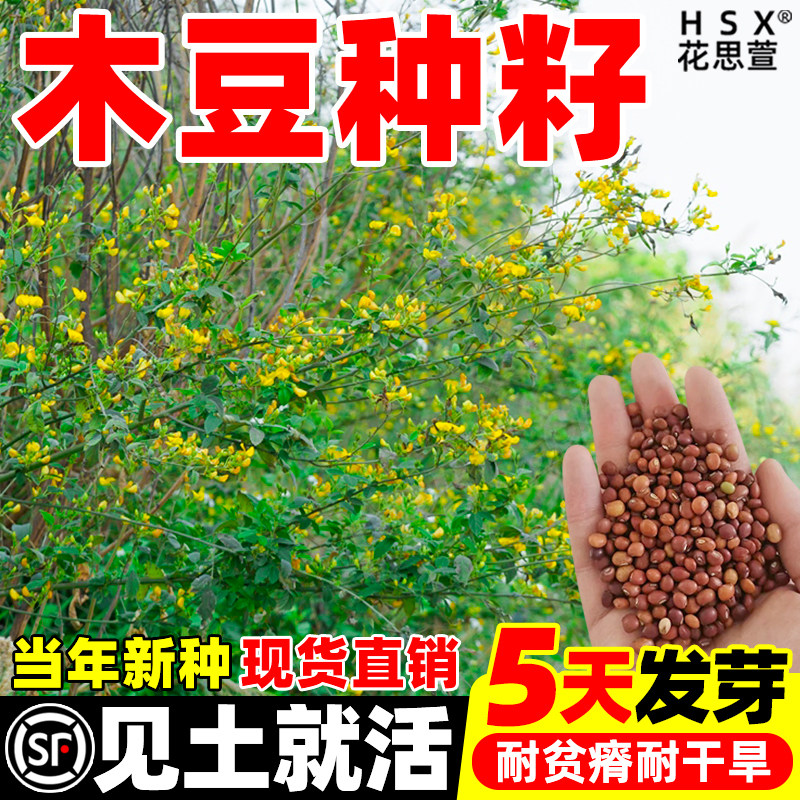 木豆种子多年生护坡固土灌木草籽耐盐耐碱工程见土就活绿化草种籽