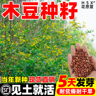 木豆种子多年生护坡固土灌木草籽耐盐耐碱工程见土就活绿化草种籽