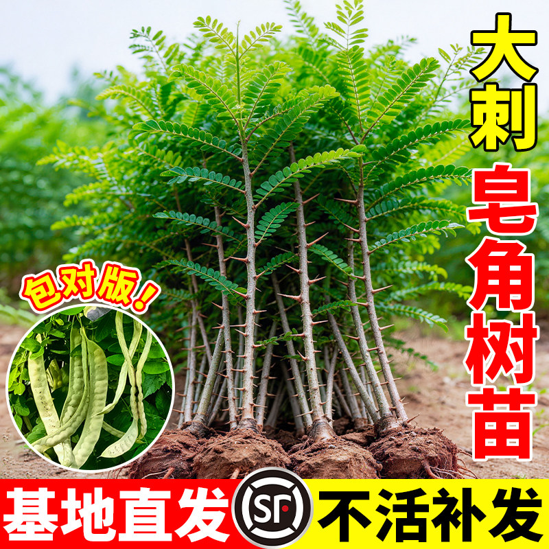 皂角树苗南北方荒山造林耐旱耐贫瘠高产大刺皂角籽多年生落叶乔木