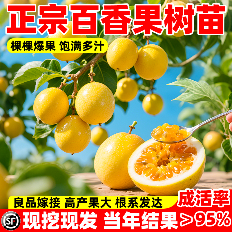 百香果树苗四季种植黄金钦蜜9号特大嫁接苗香蜜不断结果南方盆栽
