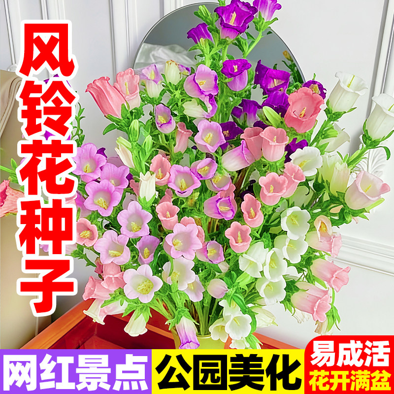 风铃花种子四季播种好养易活室内阳台庭院盆栽混色花卉种籽周期长