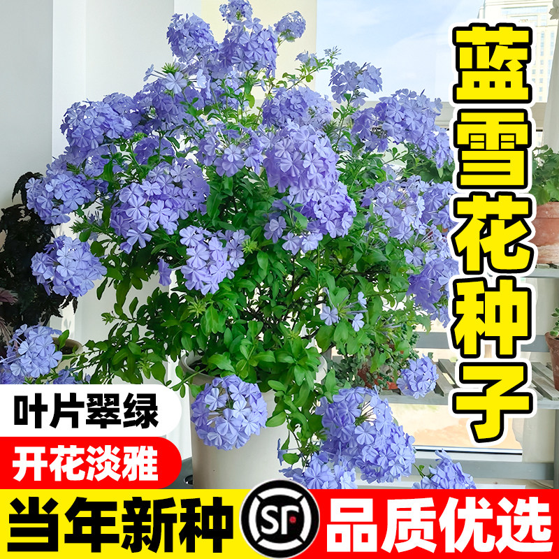 蓝雪花种子四季开花易活多年生花种籽阳台庭院室内盆栽耐寒耐热