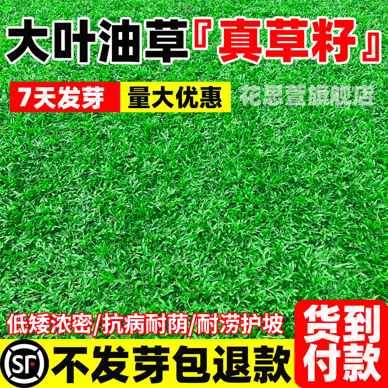 正宗大叶油草草籽四季常青庭院绿化地毯草种籽矮化免修剪草坪种子