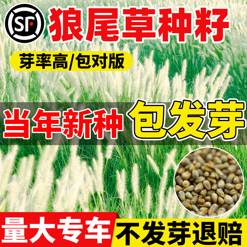 观赏狼尾草种子紫叶狼尾草籽公园阳台盆栽道路边坡河堤绿化草种孑