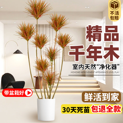 大型盆栽卧室阳台绿植物花思萱