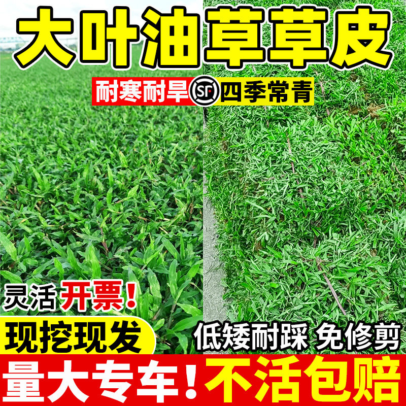 大叶油草草皮真草坪带泥土庭院别墅绿化四季青台湾草马尼拉护坡草
