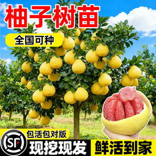 柚子树苗果树果苗红心蜜柚广西大沙田柚庭院嫁接南方种植水果葡萄