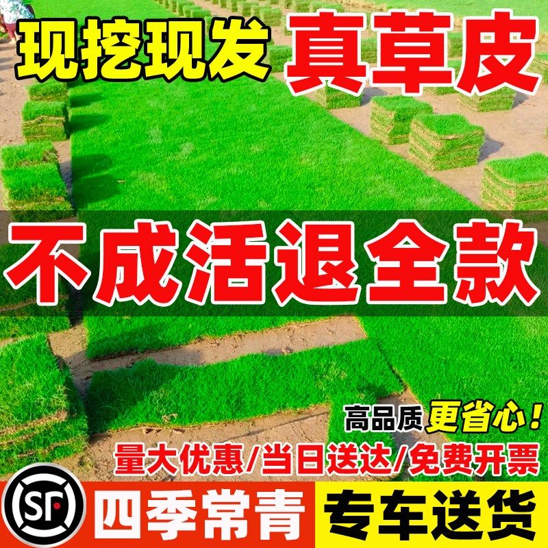 草皮真草坪带泥土别墅花园绿化四季青果岭草台湾草马尼拉带土草皮