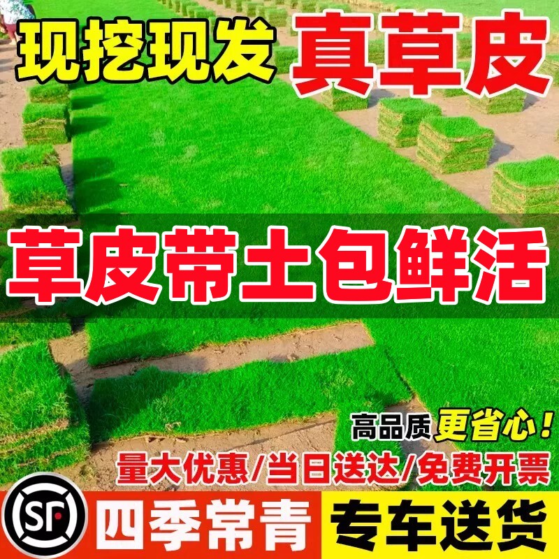 草皮真草坪带泥土庭院别墅台湾草马尼拉草皮带土绿化四季青果岭草