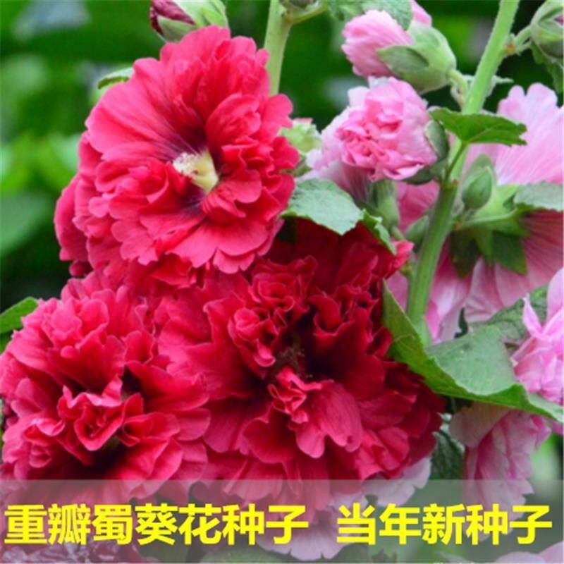 蜀葵种子大花重瓣蜀葵花种子四季室外庭院盆栽易种一丈红花孑籽苗