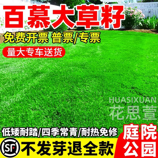 矮生百慕大草籽耐热耐旱庭院绿化小区公园露营民宿耐践踏草坪种子