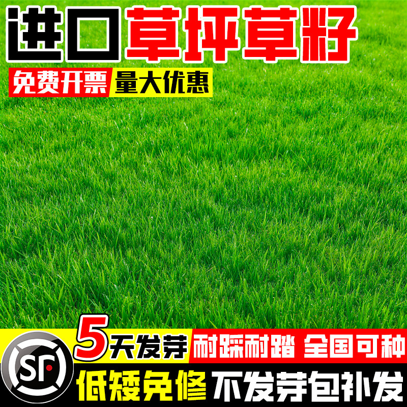 草坪草籽四季青地毯草庭院绿化黑麦草狗牙根矮生护坡草种草皮草子