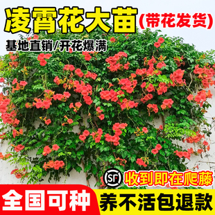 凌霄花爬藤大苗耐寒植物室外老桩树苗盆栽庭院四季花卉阳台炮仗花