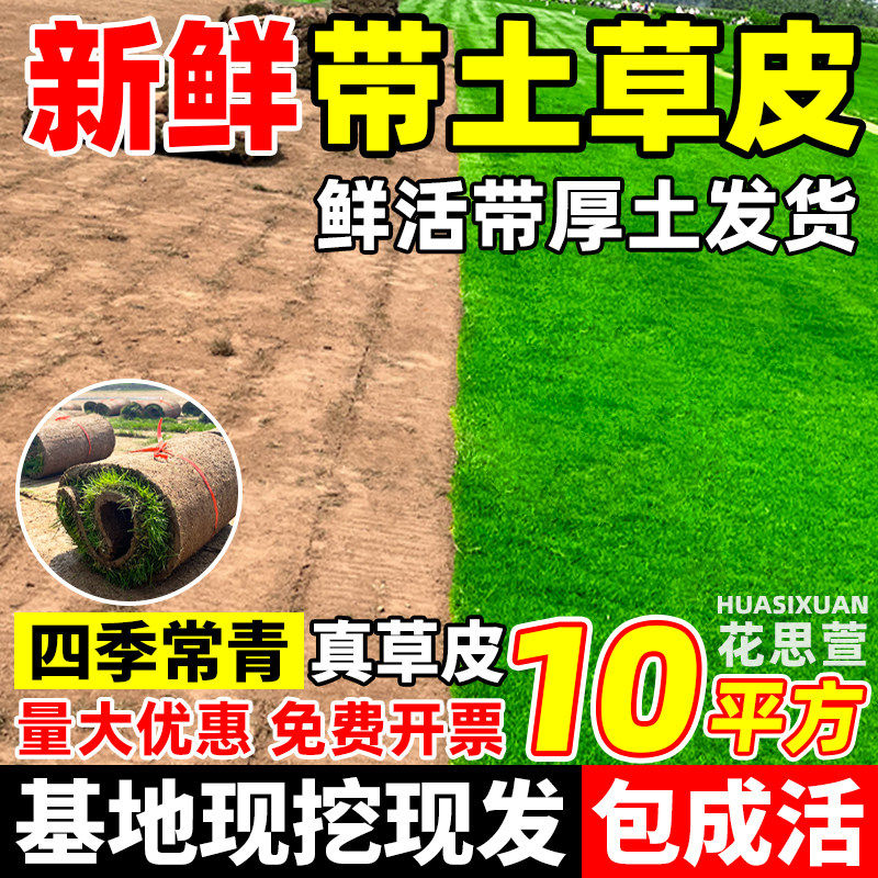 草皮真草坪带土别墅花园绿化低矮免修剪四季青果岭草地毯草马尼拉
