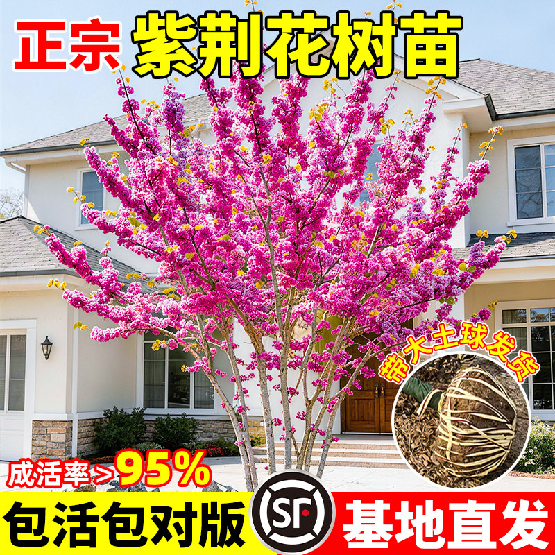 紫荆花树苗丛生紫荆独杆盆栽地栽易活花卉耐寒落叶乔木绿化树苗