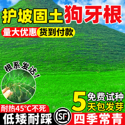 狗牙根草籽耐热护坡固土