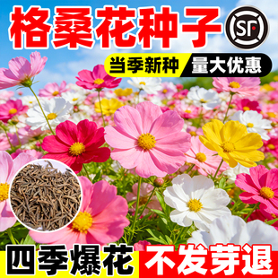 格桑花种子波斯菊花种籽七彩矮杆四季播种开花混色多年生野花种孑